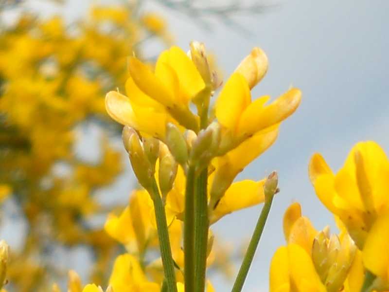 Genista ephedroides / Ginestra efedroide